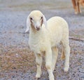 Sheep baby portrait Royalty Free Stock Photo