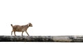 Sheep balancing on tree trunk Royalty Free Stock Photo