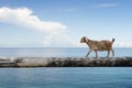 Sheep balancing on tree trunk Royalty Free Stock Photo