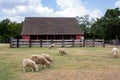 Sheep in a barn yard Royalty Free Stock Photo