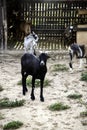 Sheep in pen