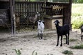 Sheep in pen Royalty Free Stock Photo