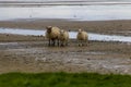 sheep on the beach