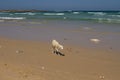 Sheep on the beach