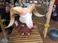 sheep with beautiful horns and decorations around their necks at a sheep contest Royalty Free Stock Photo