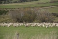 Sheep with beautiful landscape at New Zealand. Royalty Free Stock Photo