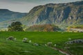 Sheep on the beautiful pasture in Norway