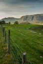 Sheep on the beautiful pasture in Norway