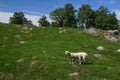 Sheep on the beautiful pasture in Norway.