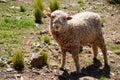 Sheep beeing curious