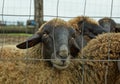 Sheep behind bars