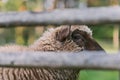 Sheep behind the fence