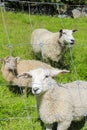 Sheep behind fence in a meadow, Hemsedal, Viken, Norway Royalty Free Stock Photo