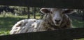 Sheep behind fence