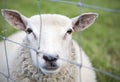 A sheep behind a a fence Royalty Free Stock Photo