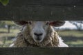 Sheep behind fence