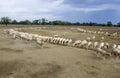 Sheep being hand fed corn on an outback sheep station Royalty Free Stock Photo