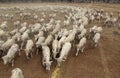 sheep being hand fed corn on an outback sheep station Royalty Free Stock Photo