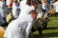 Sheep being judged at the Royal Welsh Show