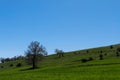 sheep with bells around its neck grazing in the field,close-up of sheep with bells Royalty Free Stock Photo