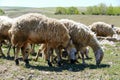 sheep with bells around its neck grazing in the field,close-up of sheep with bells Royalty Free Stock Photo