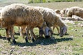 sheep with bells around its neck grazing in the field,close-up of sheep with bells Royalty Free Stock Photo