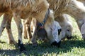 sheep with bells around its neck grazing in the field,close-up of sheep with bells Royalty Free Stock Photo