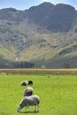 Sheep beneath Haystacks, Buttermere Royalty Free Stock Photo