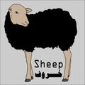 Sheep with black hair - vector illustrator Royalty Free Stock Photo