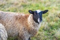 Sheep with a black head and brown fur in the meadow