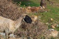 A sheep with a black head chews grass and looks forward to the right against a background of thickets of dried burdock