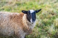 Sheep with a black head and evil eyes looking into the camera Royalty Free Stock Photo