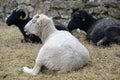 Sheep and black ram in a field close-up