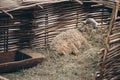 Sheep bleating on straw behind wattle fencing