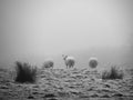 Sheep in the Mist