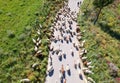 Sheep blocking the road, as they are being moved. Transhumance Sicily, Italy