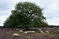 Sheep on the blooming heather between the cities of Laren and Hilversum