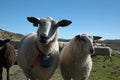 Sheep and blue sky