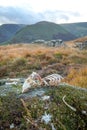 Sheep Bones on Mountain Top Rocks in Lake District