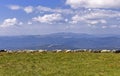 Sheep on the boundless Carpathian meadows. Svidovets mountain massif, Carpathians, Ukraine.