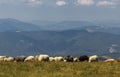 Sheep on the boundless Carpathian meadows. Svidovets mountain massif, Carpathians, Ukraine.