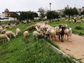 Sheep grazing-Alhaurin de la Torre