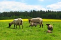 Sheep breast feeding young lambs Royalty Free Stock Photo