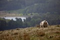 Sheep in the Brecon Beacons Royalty Free Stock Photo