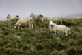 Sheep in the Brecon Beacons Royalty Free Stock Photo