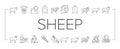 Sheep Breeding Farm Business Icons Set Vector .