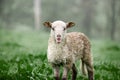 Sheep breeding of Latxa race in a green meadow 2. Royalty Free Stock Photo