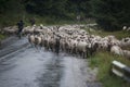 Sheep breeding and nomadic shepherds in Romania Royalty Free Stock Photo