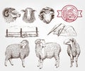 Sheep breeding