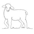 sheep breeding. a young lamb grazes in the meadow. vector illustration isolated on white background Royalty Free Stock Photo